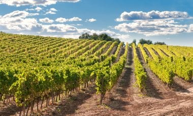 Darum ist Biowein der große Trend des neuen Jahrtausends