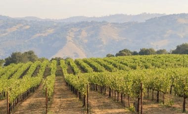Das Napa Valley: Kaliforniens weltberühmte Weinregion