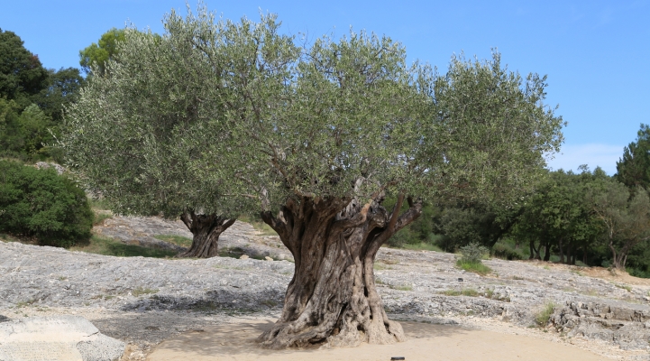 Oiven, Olivenbaum