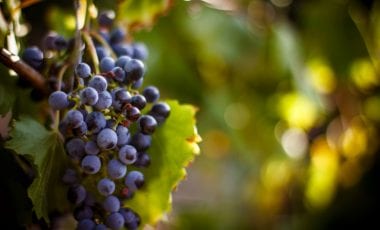 Beaujolais Nouveau – „le Nouveau est arrivé“