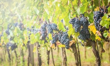 Kultweine und ihre Macher: Diese 10 legendären Winzer sollten Sie kennen