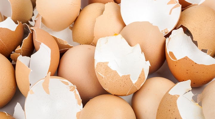 Ei, Eier, Fakten, Lebensmittel, Haltbarkeit, Salmonellen, Schutz, Essen, Huhn, Eierschale