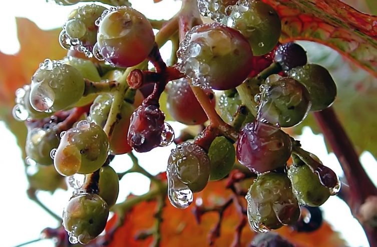 Weintrauben, Eiswein