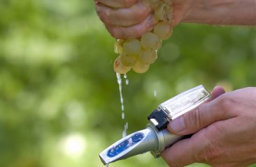 Was bedeuten die Oechslegrade beim Wein? Was bedeuten die Oechslegrade beim Wein?