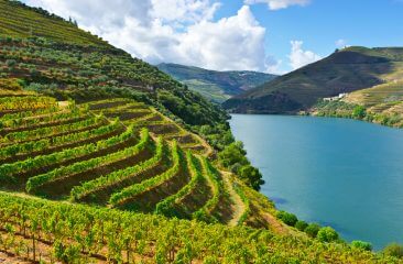 Der ideale Sommerwein: Vinho Verde aus Portugal Der ideale Sommerwein: Vinho Verde aus Portugal