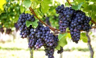 Weinreise: Darum ist Burgund so besonders