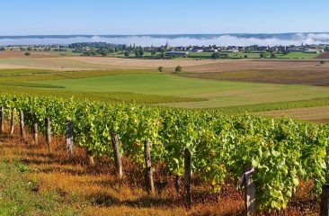 Weinreise: Darum ist Burgund so besonders Weinreise: Darum ist Burgund so besonders