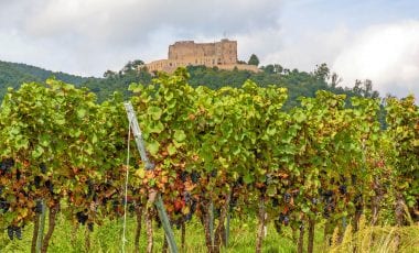 Deutsche Weinstraße: Warum sich der Besuch vor Ort lohnt