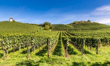 Wunderbares Weinland Baden – Burgunder, Riesling & Co