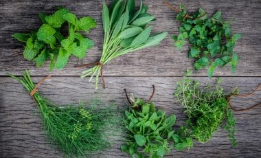 Frische Küchenkräuter – tolles Gewürz und sehr gesund