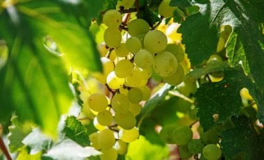 Fruchtige Sommerweine aus dem Kabinett