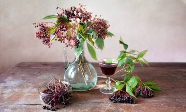 Holunder – nützliches heimisches Hausmittel