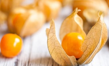 Physalis – Frucht in Pralinenform
