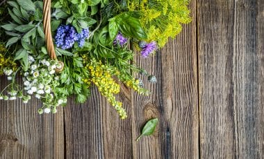5 Tipps: Wildkräuter sammeln und genießen