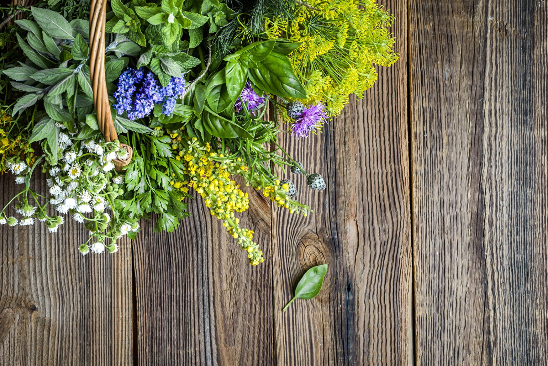 5 Tipps: Wildkräuter sammeln und genießen - FreshMAG