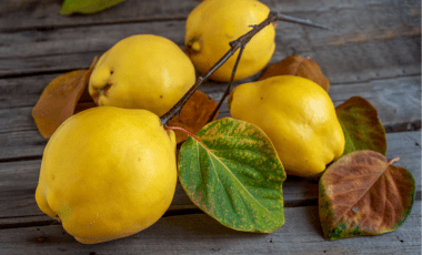 Quitte – Pelzig, duftend und toll als Gelee