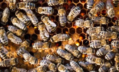 Honig – ein zuckersüßes Fleißprodukt