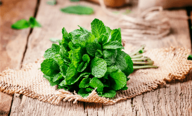 Minze – wohltuendes Erfrischungskraut