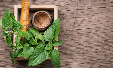 Zitronenmelisse – fruchtig frischer Alleskönner