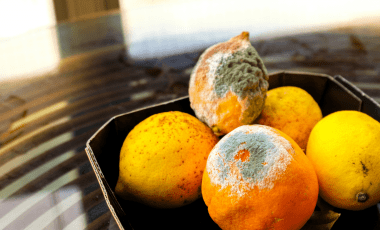 Schimmel – Eintrittskarte für die Tonne