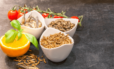 Insekten – Proteinquelle der Zukunft?