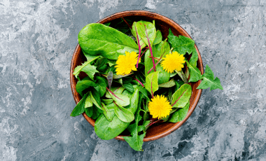 Löwenzahn – das Gold der Wiesen