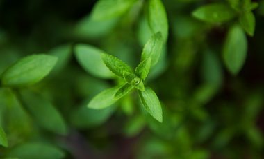 Stevia – südamerikanisches Süßkraut