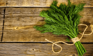 Dill – ein fein würziger Küchenfreund