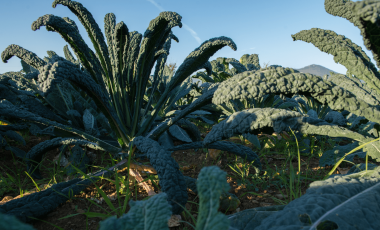 Palmkohl – Heimische Vitaminbombe