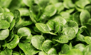 Salatvielfalt – bunt, leicht und voller Vitamine!