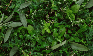Indoor Kräutergarten: Kräuter auf der Fensterbank anbauen