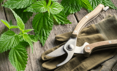 Brennnessel frisch verarbeiten oder einfrieren?