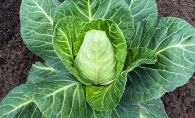 Spitzkohl – diese Nährwerte und Vitamine enthält er