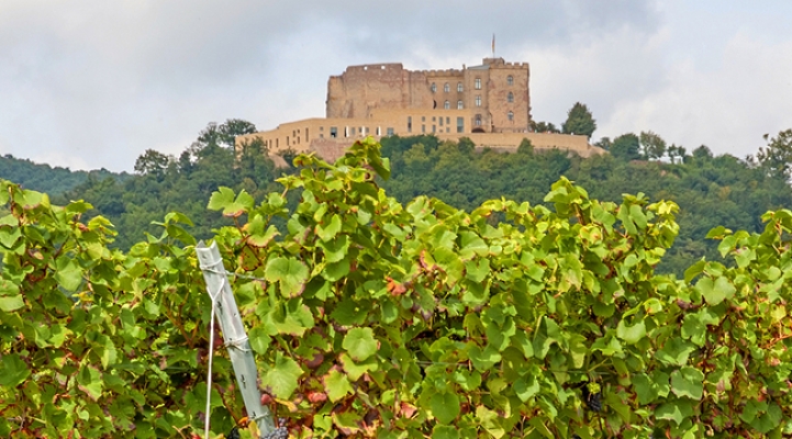 Замок Гамбах в оточенні виноградників