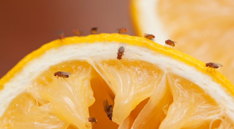 Плодові мухи: як позбутися небажаних гостей
