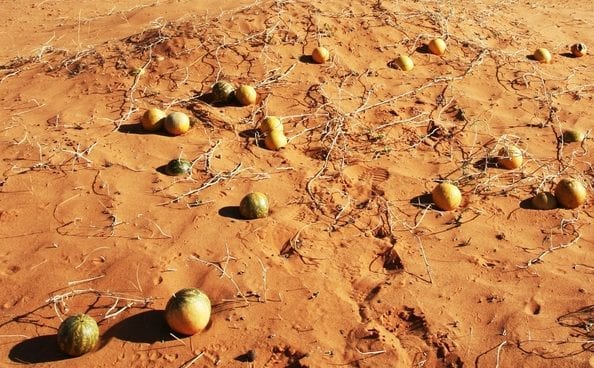 Плантации диких арбузов до сих пор можно встретить в пустынях Южной Африки