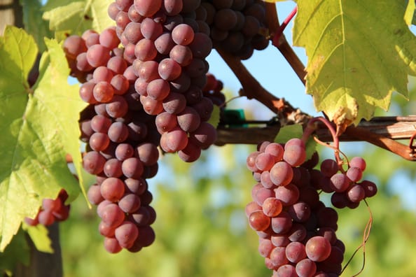 Виноград Пино-гри используют для изготовления красного вина