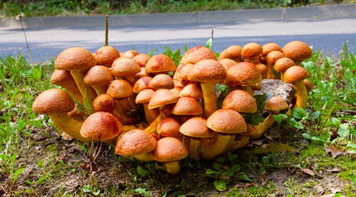 Не собирайте грибы у дороги
