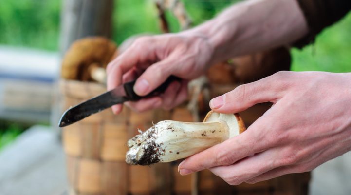Очищайте свежесобранные грибы