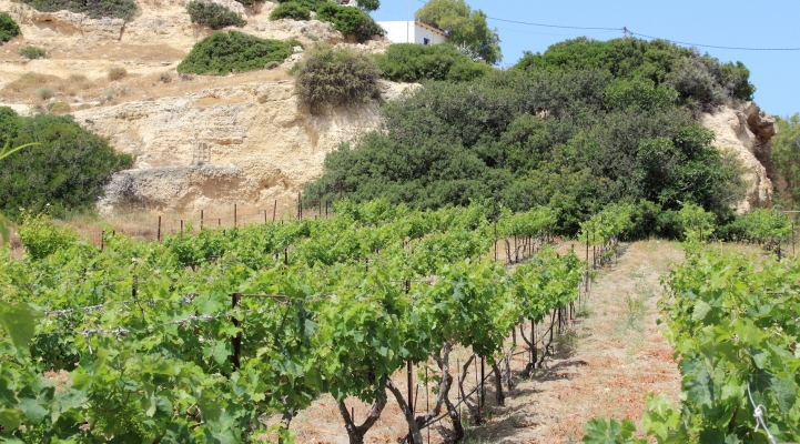 Griekse wijn wijngaard