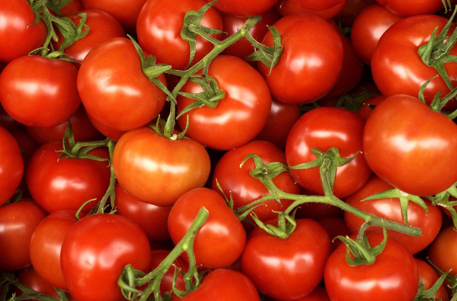 De tomaat: groente of vrucht? FreshMAG