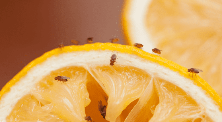 fruitvliegjes citroen